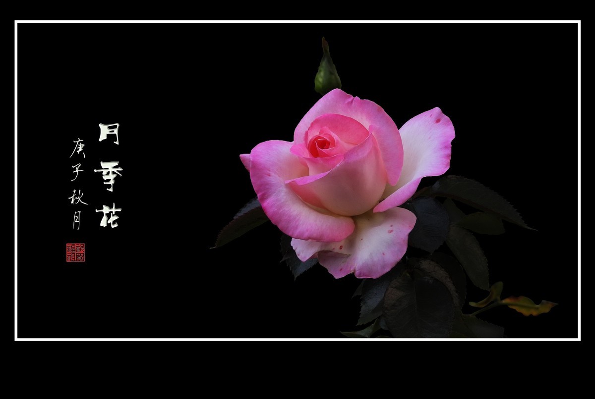 舞动秋风的月季花