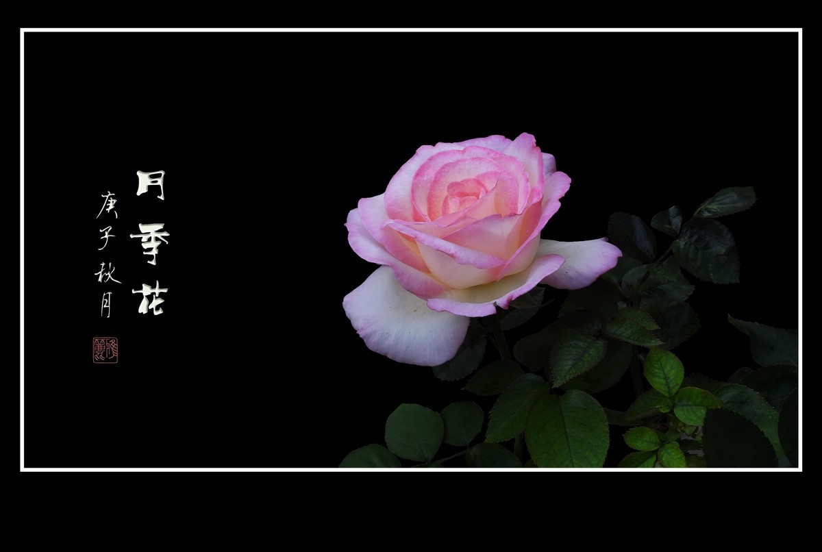 舞动秋风的月季花