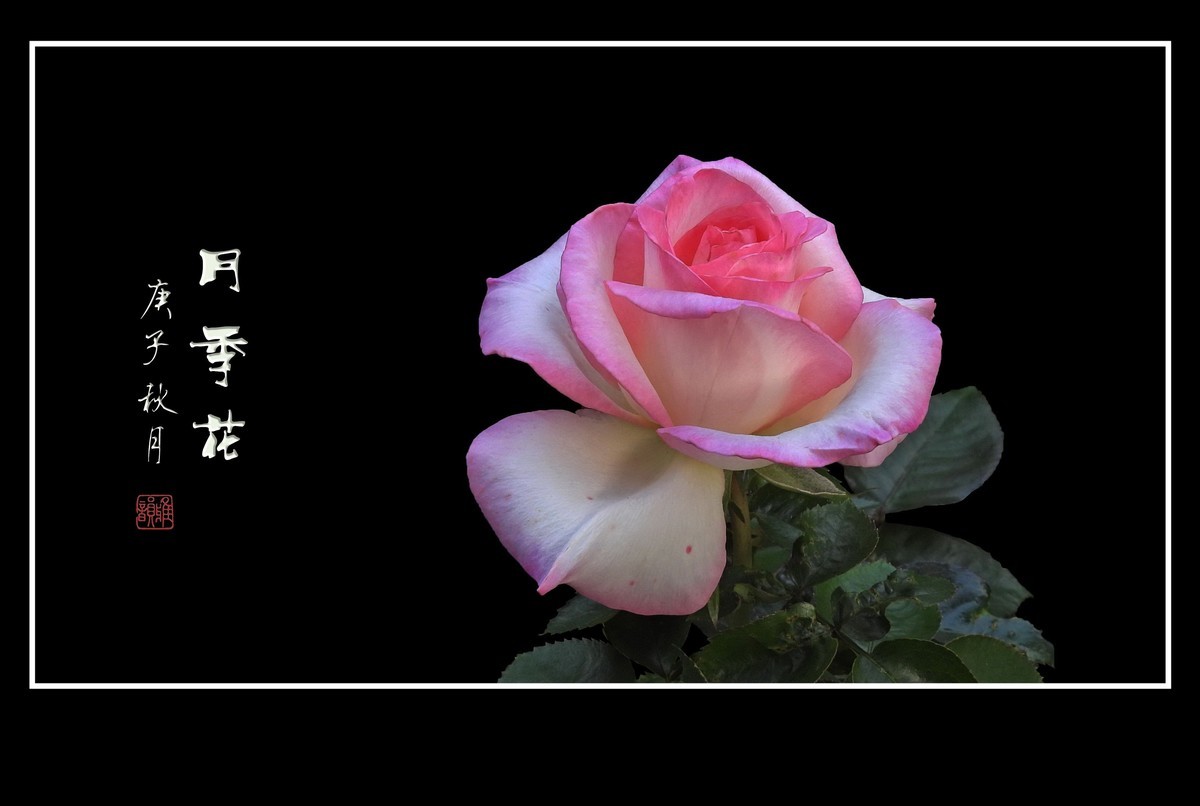 舞动秋风的月季花