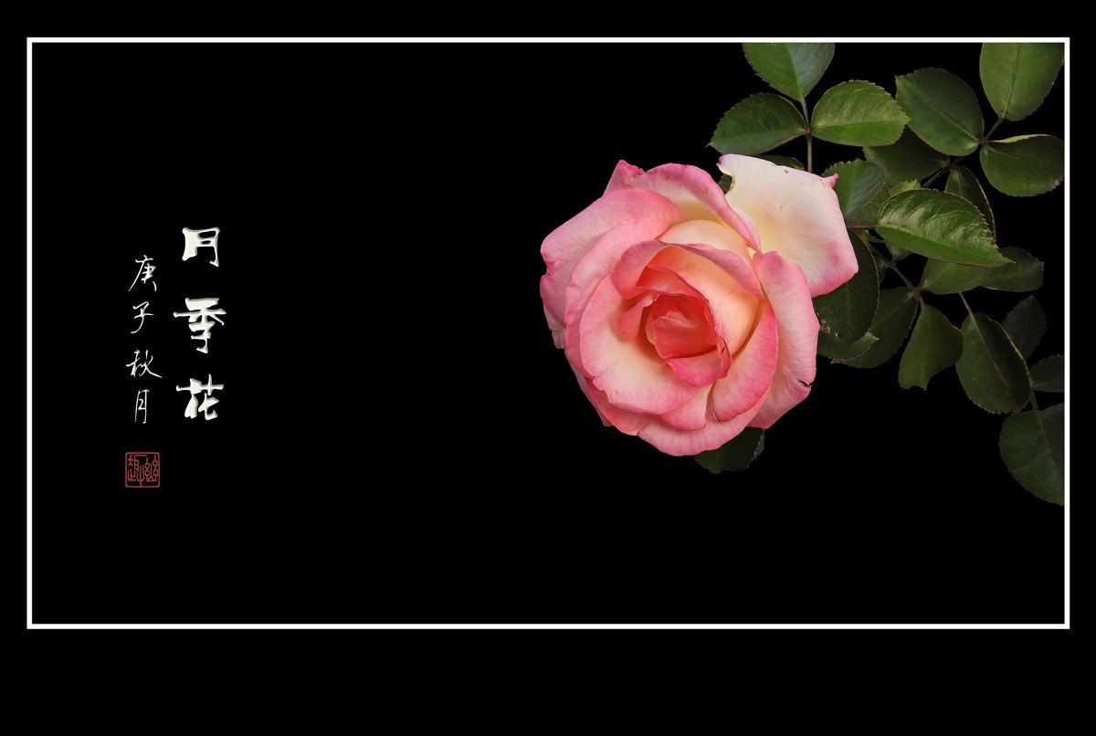 舞动秋风的月季花