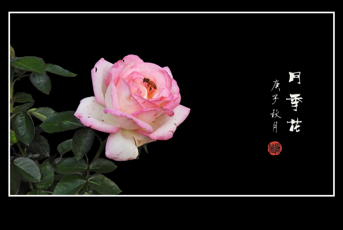 舞动秋风的月季花