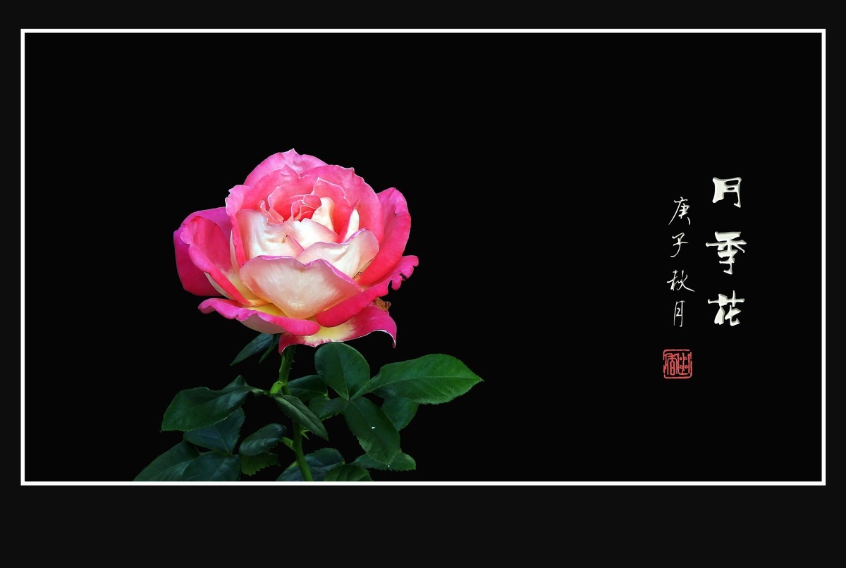 舞动秋风的月季花