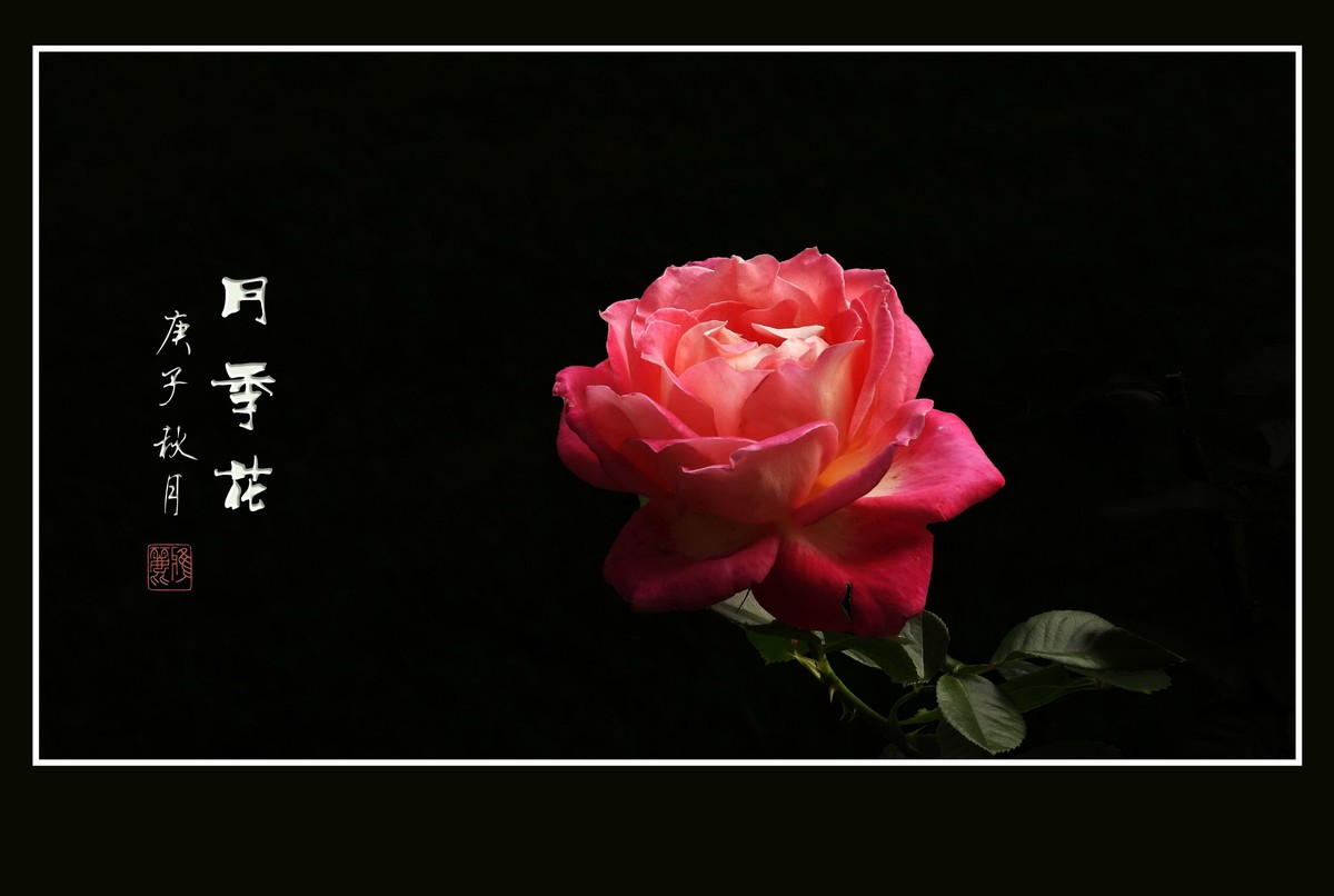 舞动秋风的月季花