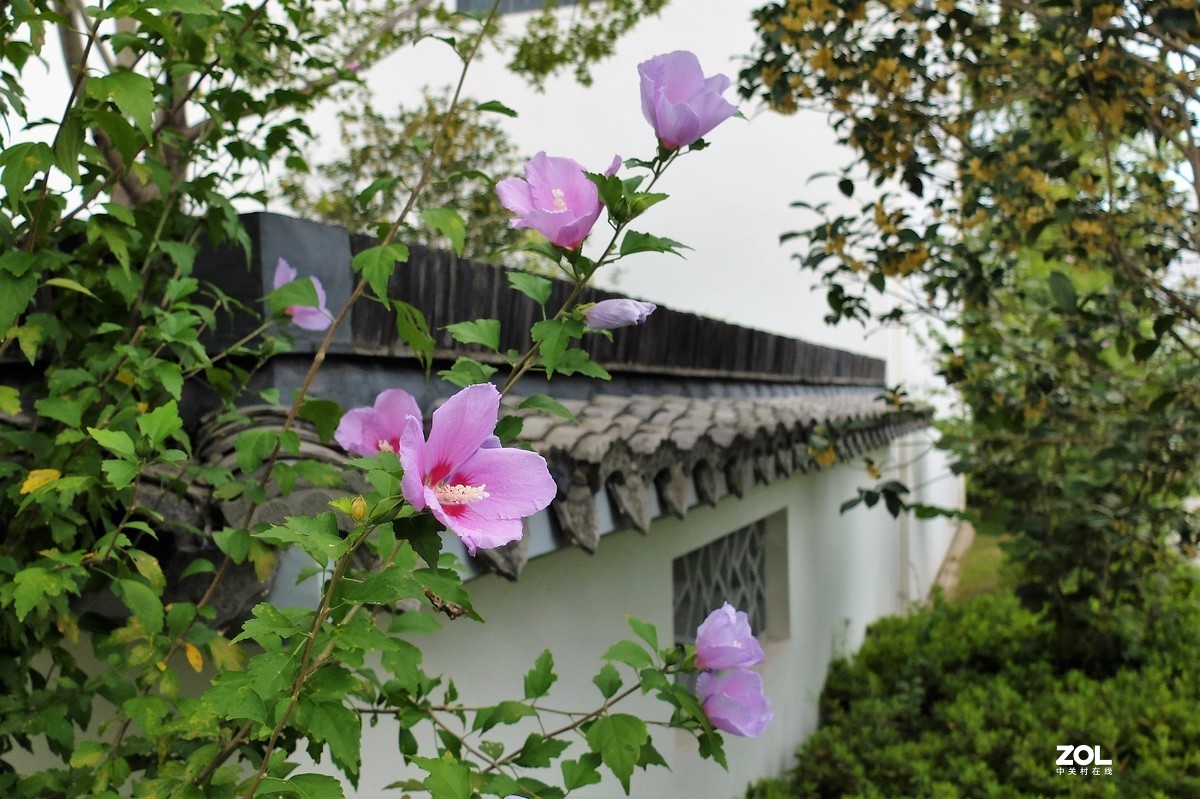 【小小公园的景致】