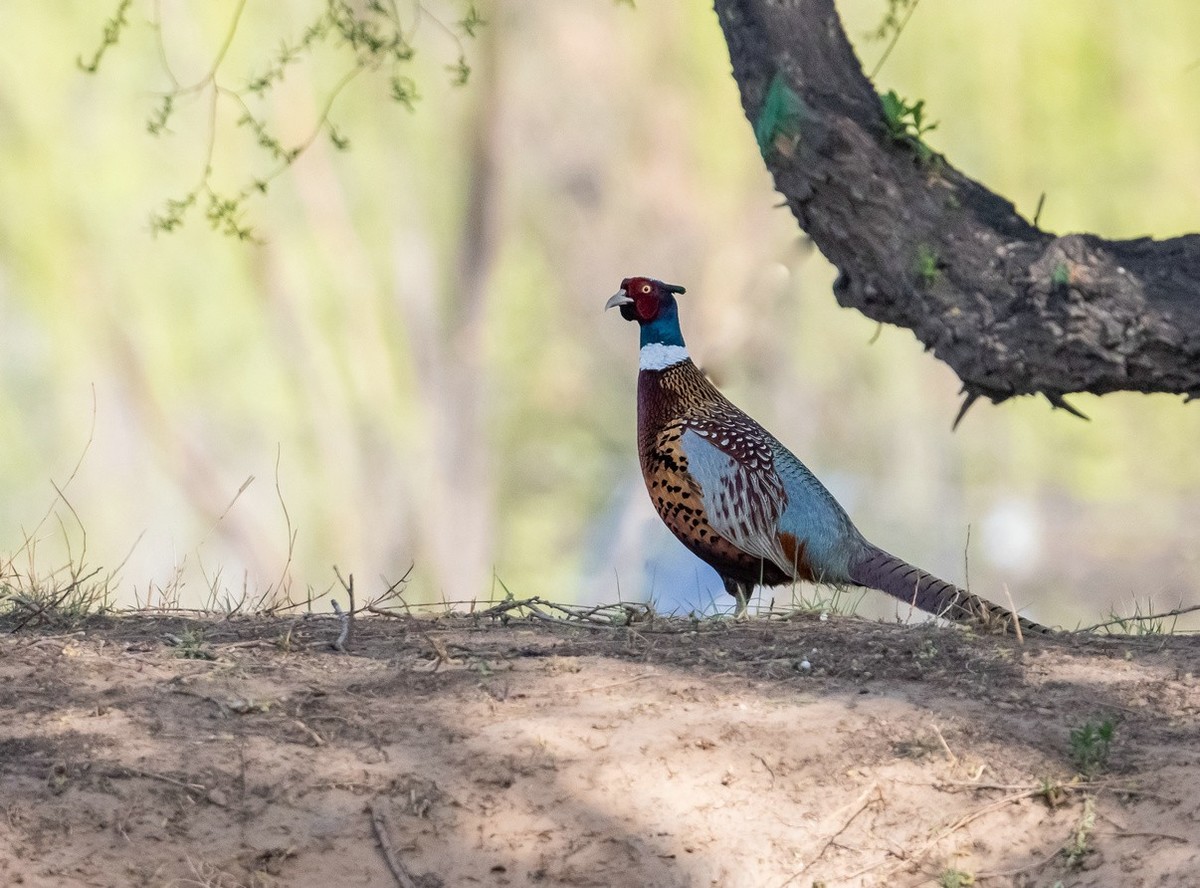 高歌舞动的《雉鸡》