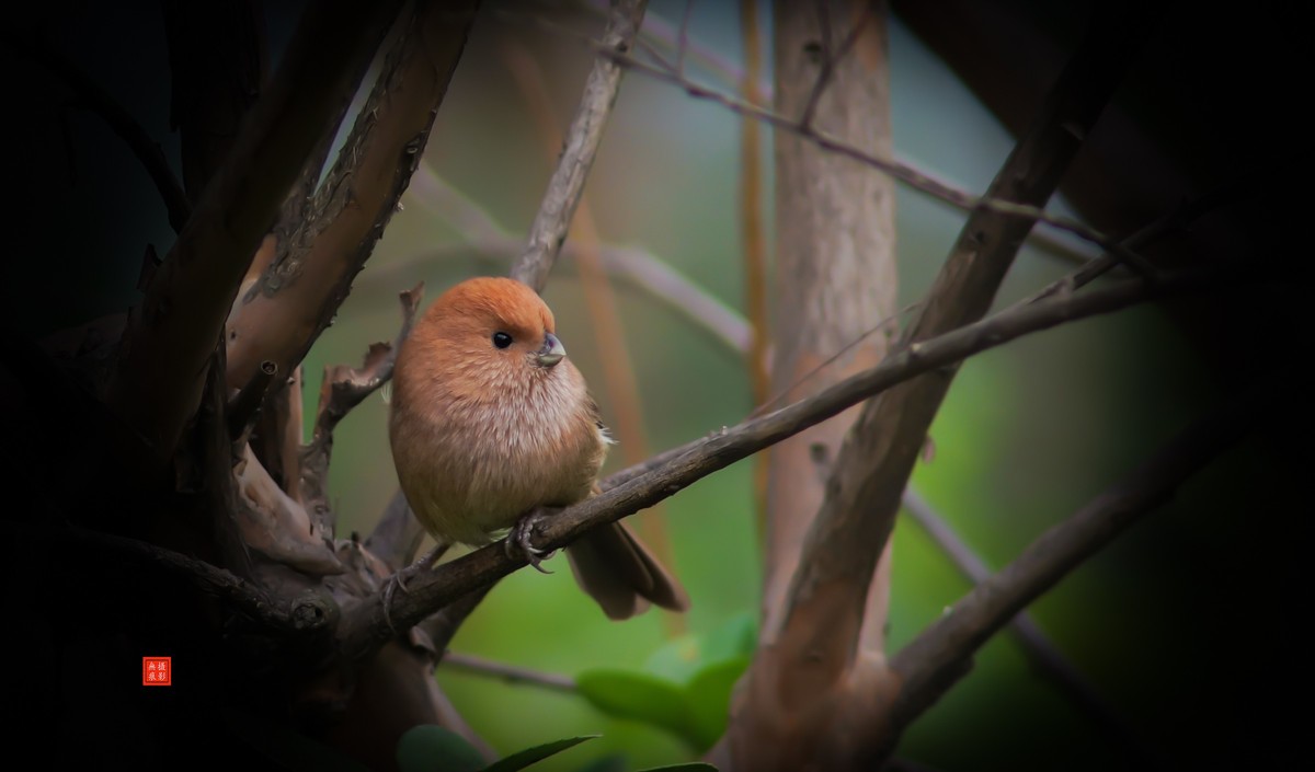 摄鸟[2020.11.20.觅食的棕头雅雀]