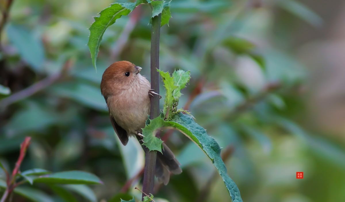 摄鸟[2020.11.20.觅食的棕头雅雀]