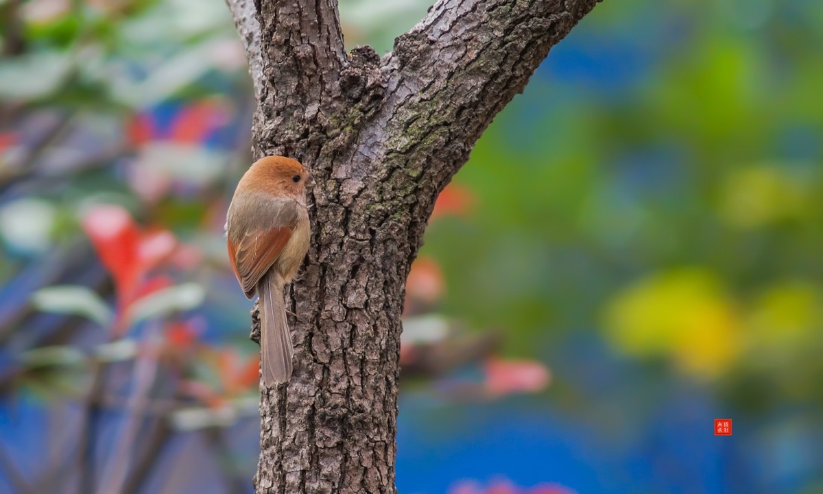 摄鸟[2020.11.20.觅食的棕头雅雀]