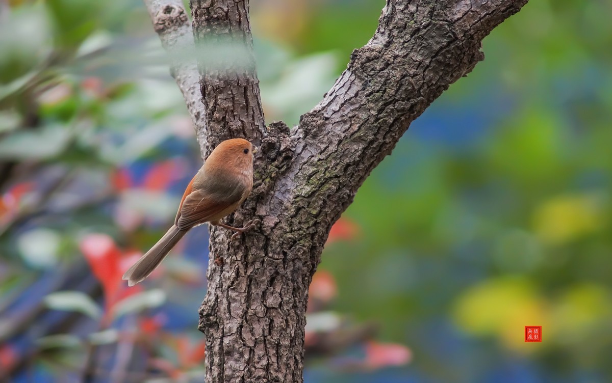 摄鸟[2020.11.20.觅食的棕头雅雀]