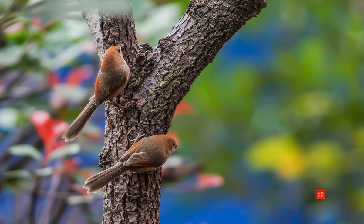 摄鸟[2020.11.20.觅食的棕头雅雀]