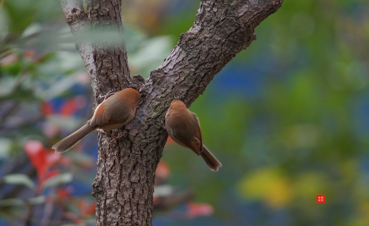 摄鸟[2020.11.20.觅食的棕头雅雀]