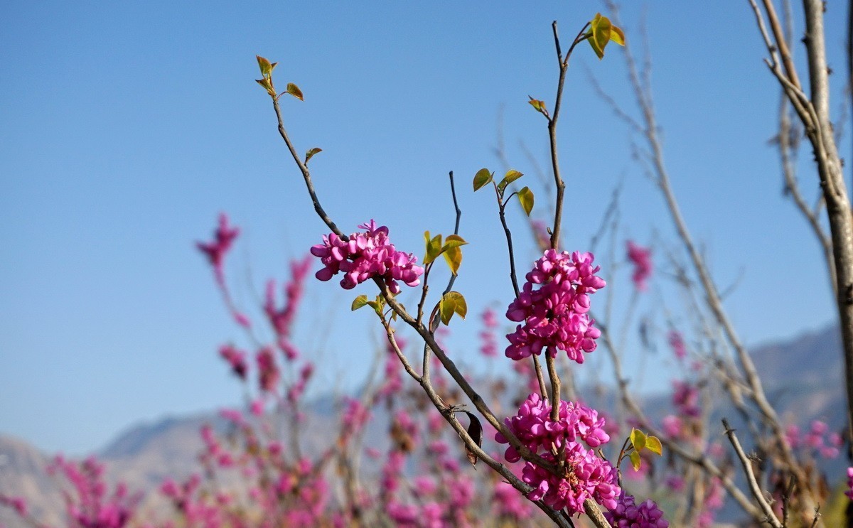紫荆海棠花几多