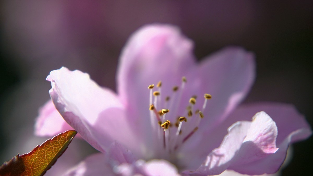 紫荆海棠花几多