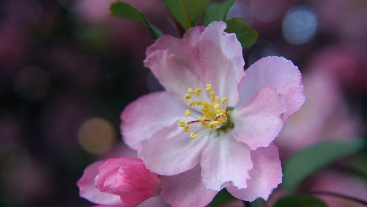 紫荆海棠花几多