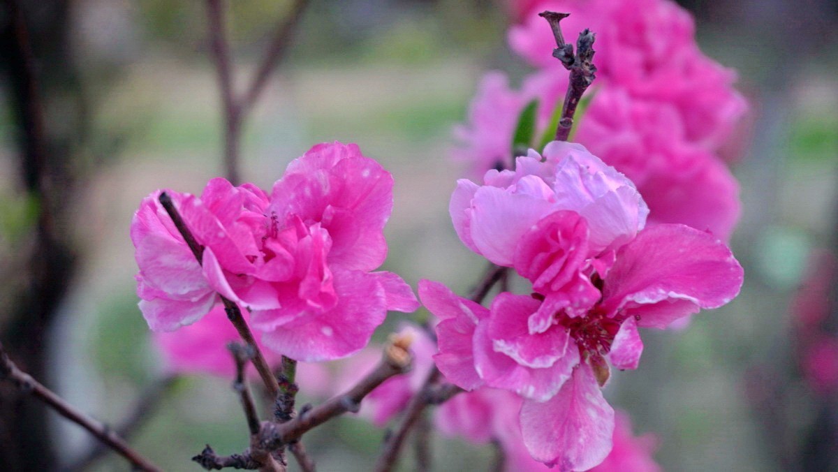 紫荆海棠花几多