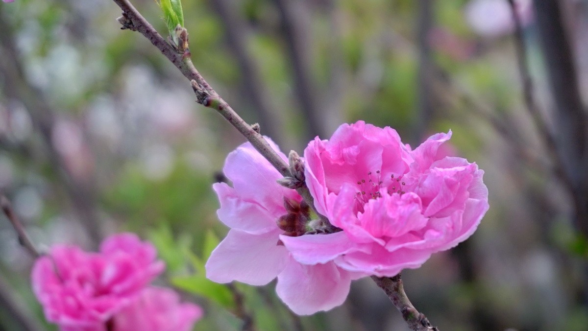 紫荆海棠花几多