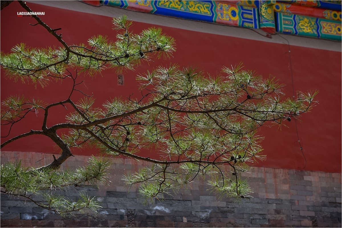 2021年第198贴-故宫中的花草树木（0403F）