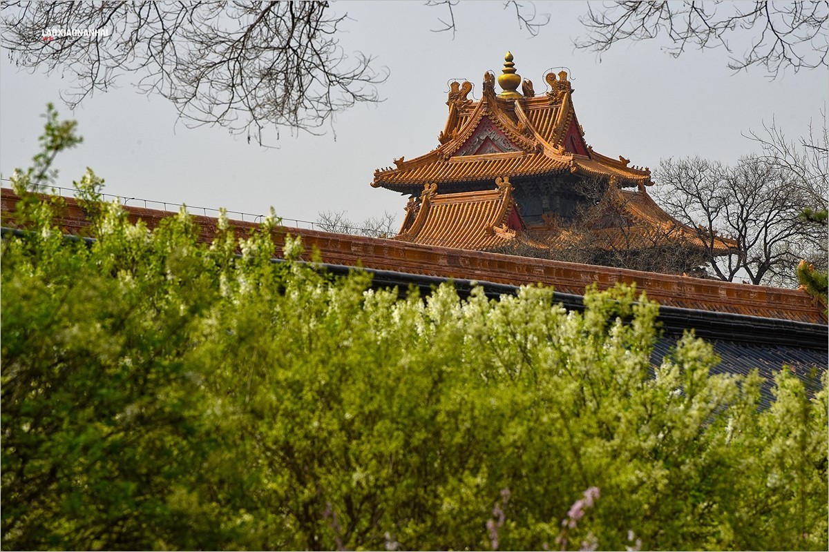 2021年第198贴-故宫中的花草树木（0403F）