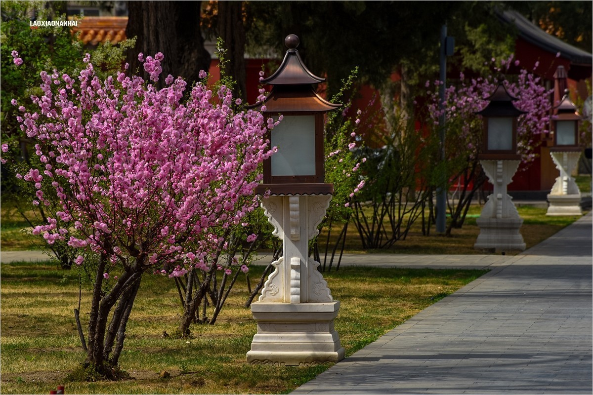 2021年第198贴-故宫中的花草树木（0403F）