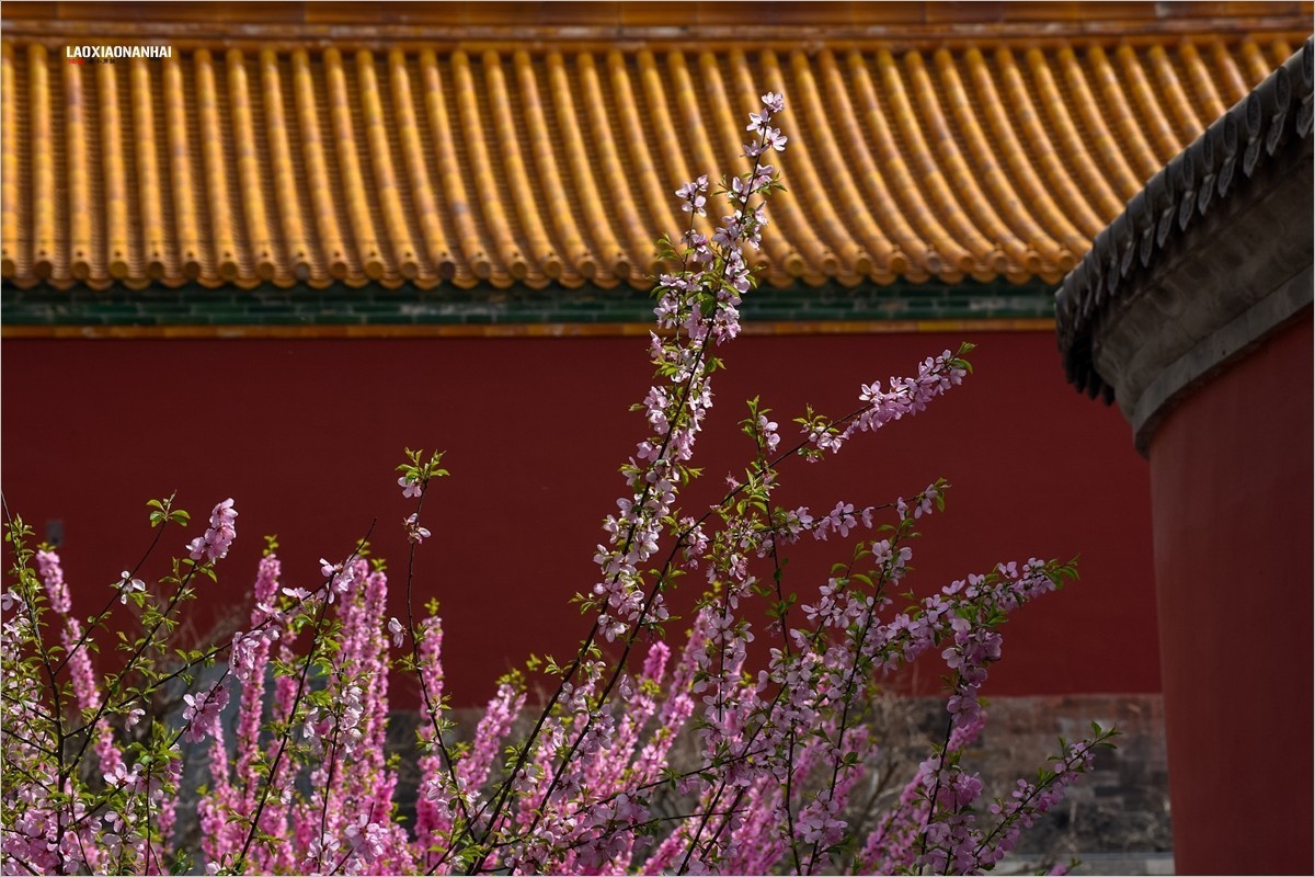 2021年第198贴-故宫中的花草树木（0403F）