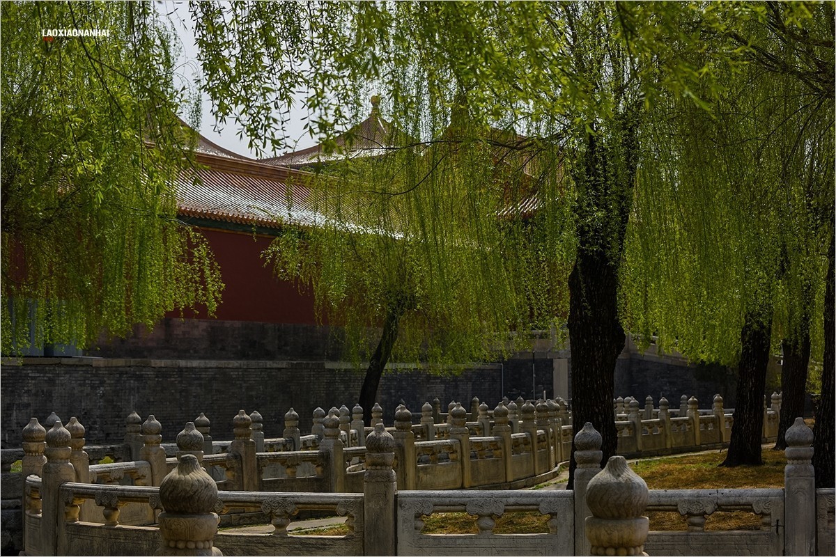 2021年第198贴-故宫中的花草树木（0403F）