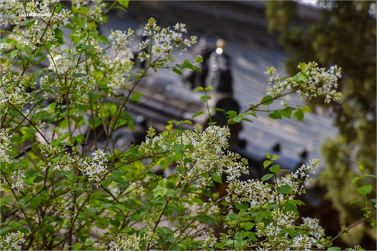 2021年第198贴-故宫中的花草树木（0403F）