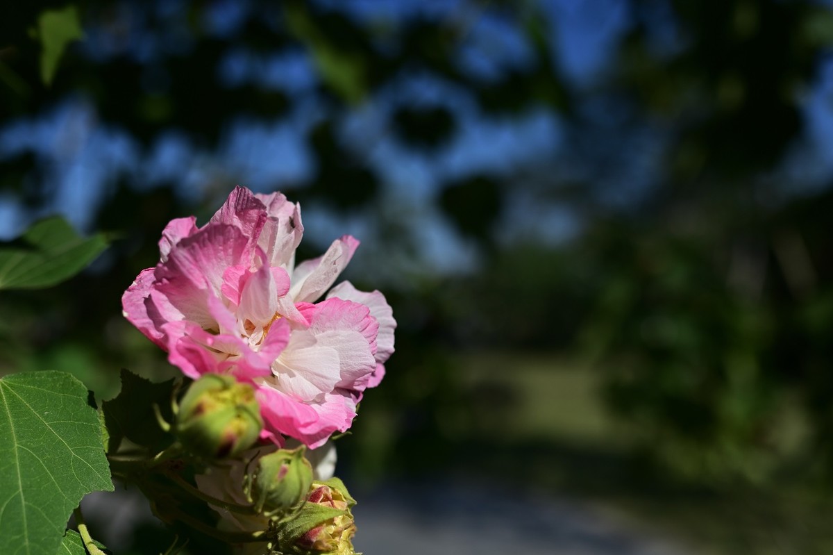 花城随拍（512）——海珠湖（12）