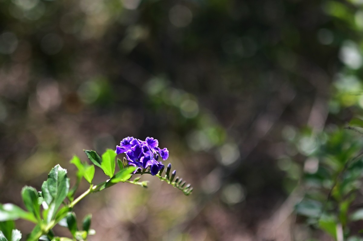 花城随拍（512）——海珠湖（12）