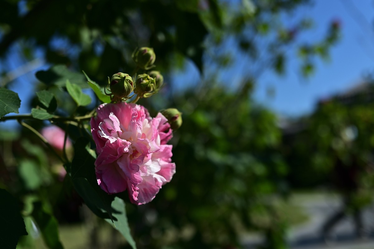 花城随拍（512）——海珠湖（12）