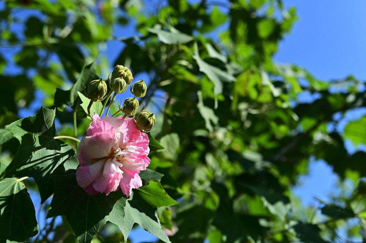 花城随拍（512）——海珠湖（12）