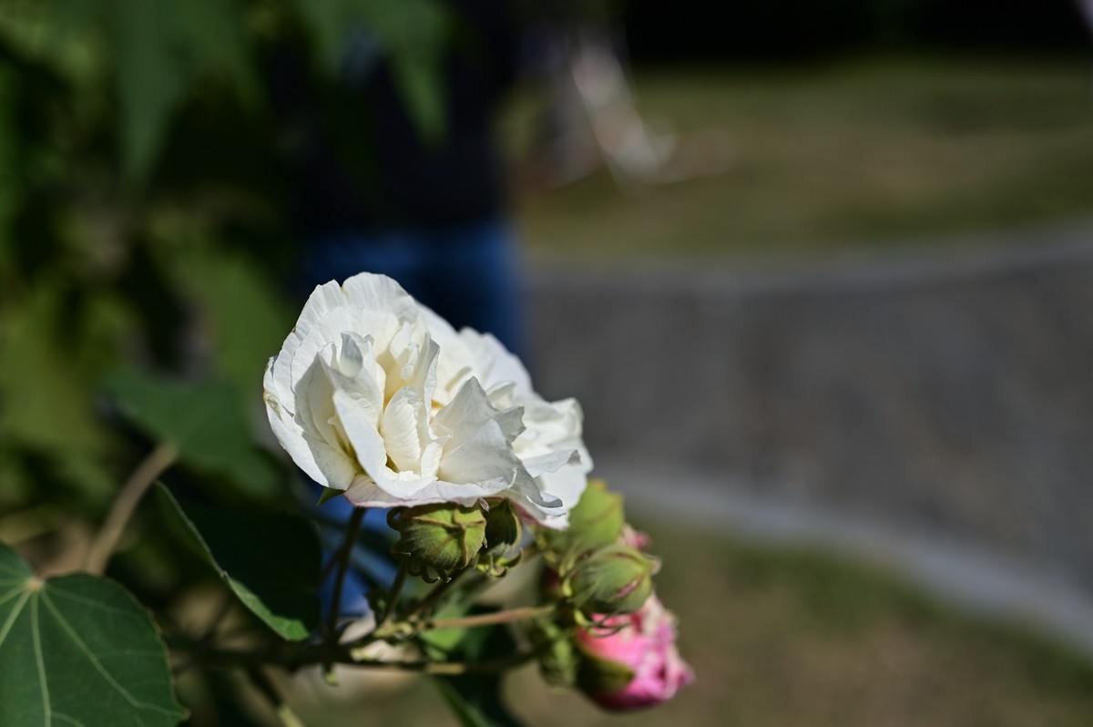 花城随拍（512）——海珠湖（12）