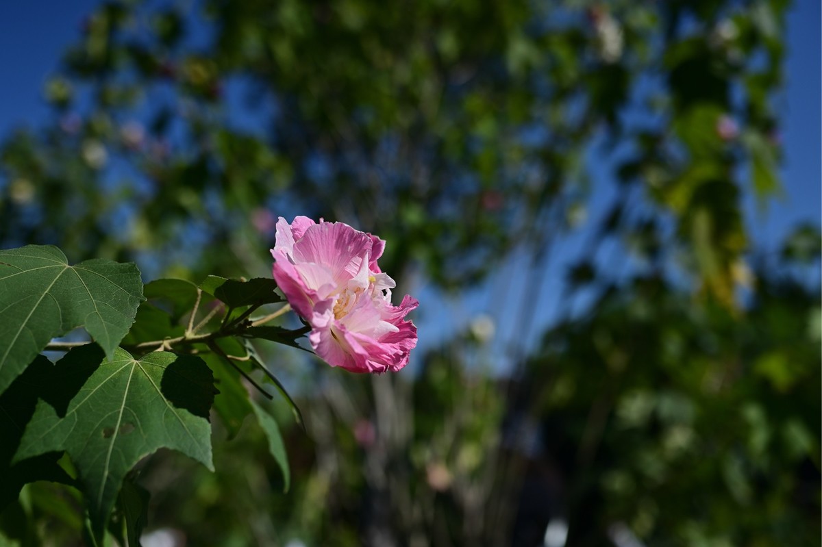 花城随拍（512）——海珠湖（12）