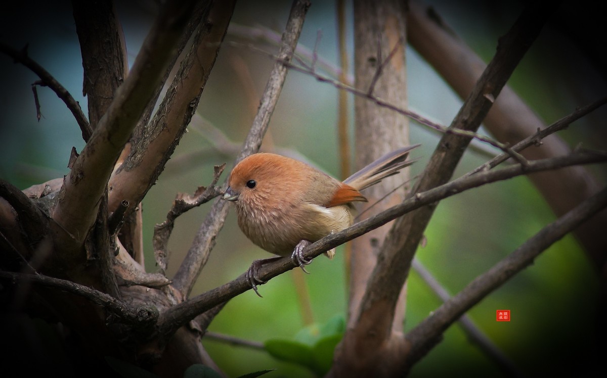 摄鸟[2020.11.20.觅食的棕头雅雀]