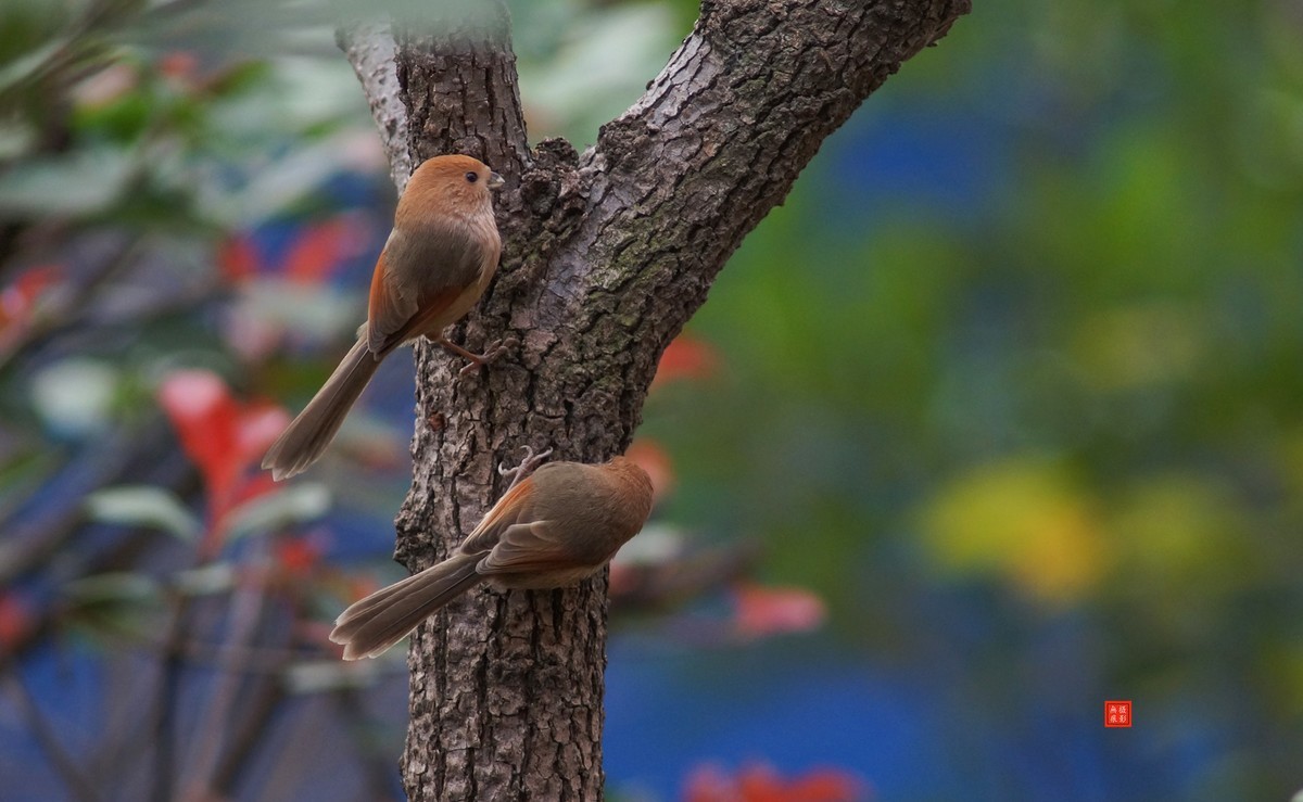 摄鸟[2020.11.20.觅食的棕头雅雀]