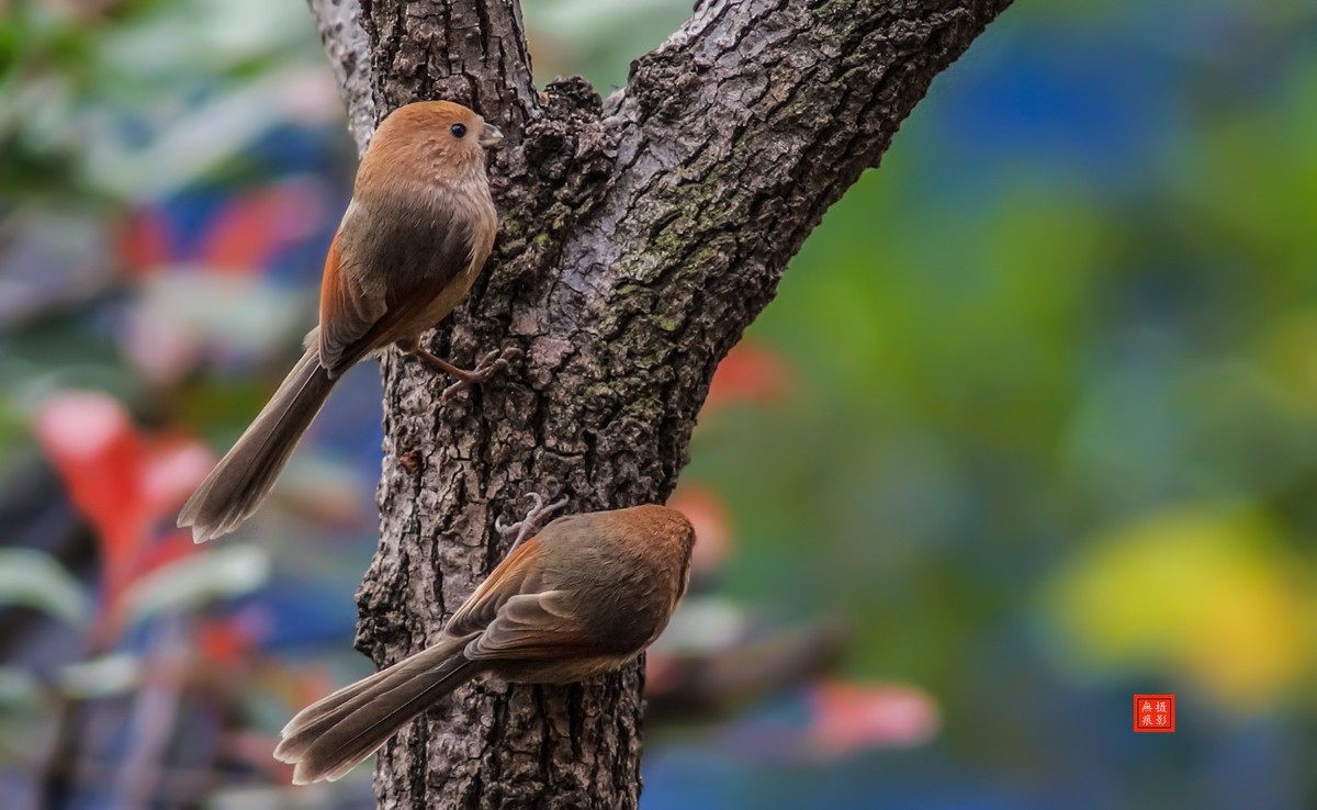 摄鸟[2020.11.20.觅食的棕头雅雀]