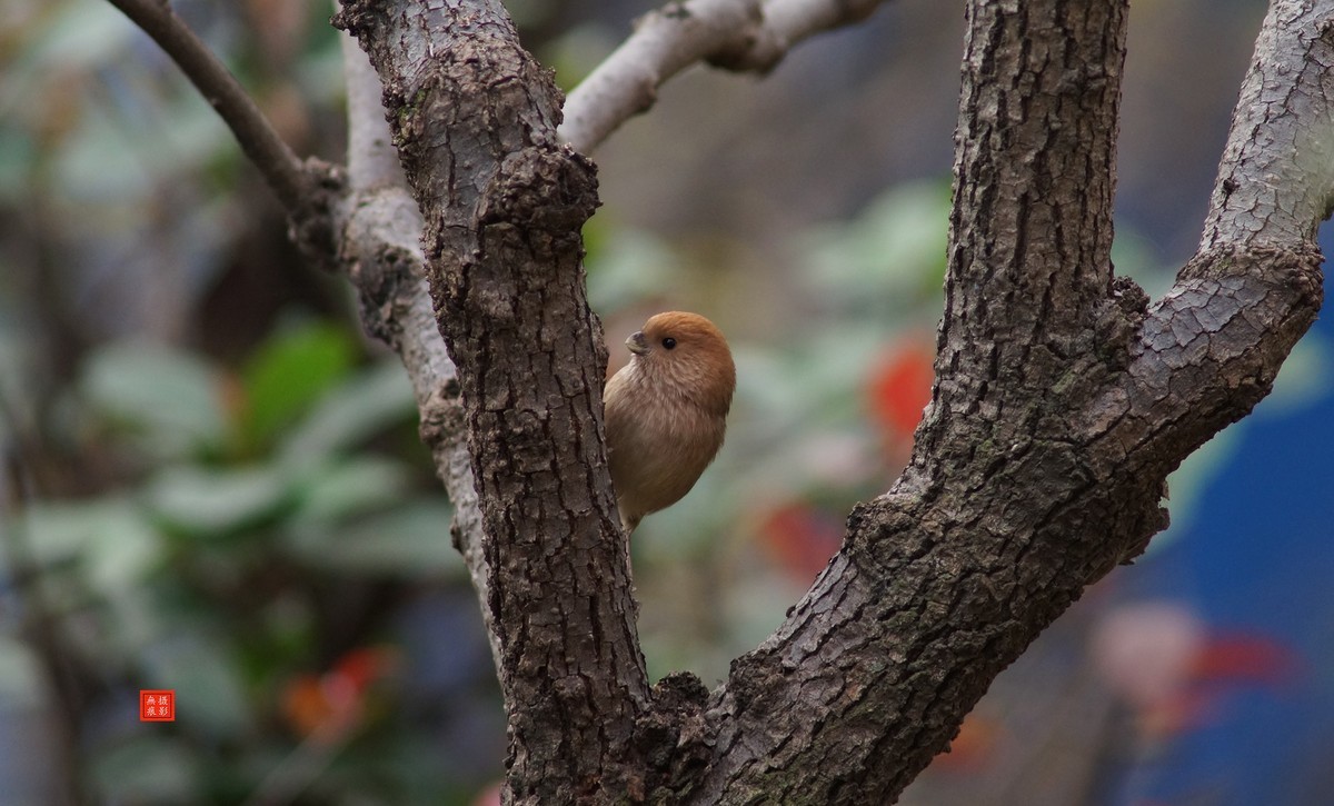 摄鸟[2020.11.20.觅食的棕头雅雀]