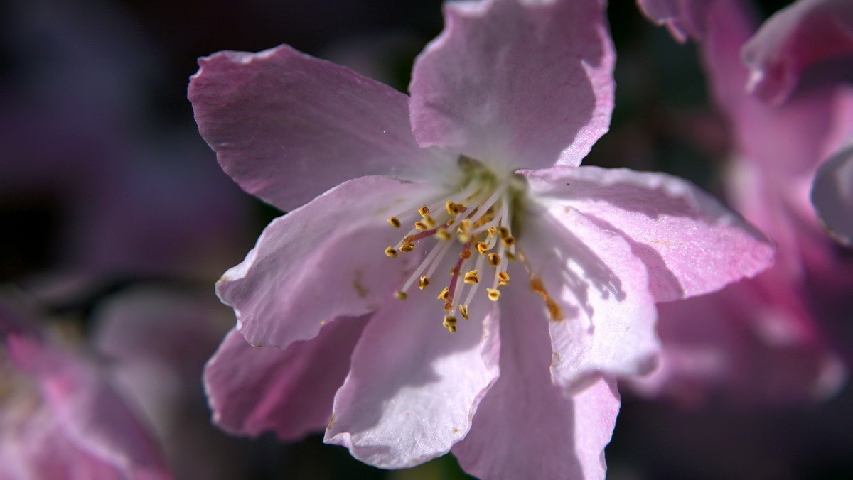 紫荆海棠花几多