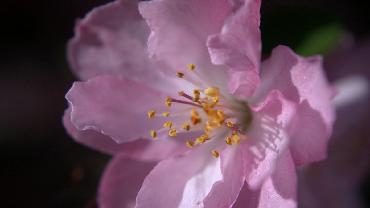 紫荆海棠花几多