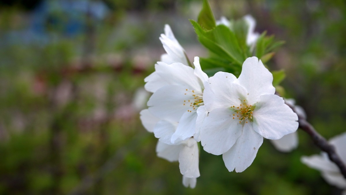 紫荆海棠花几多
