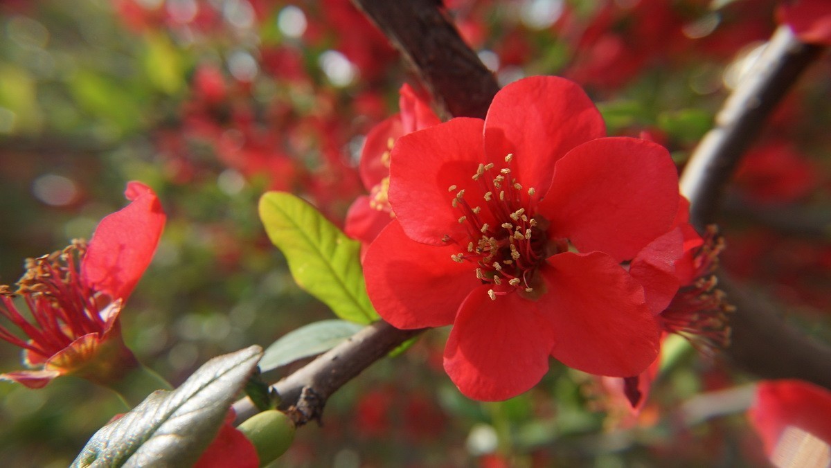 紫荆海棠花几多