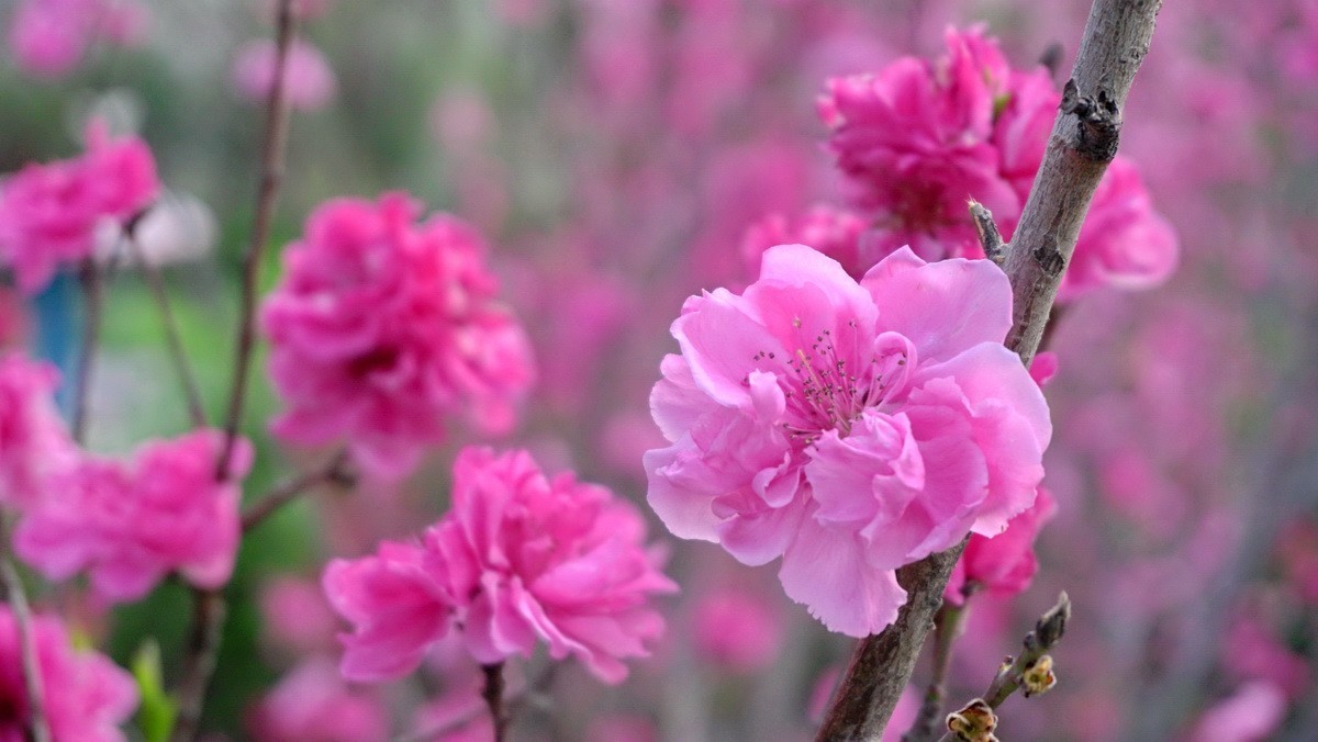 紫荆海棠花几多