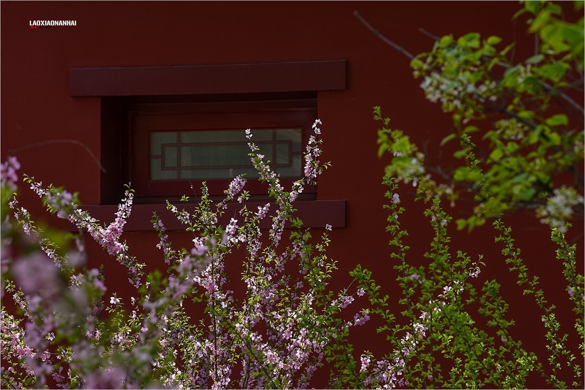 2021年第198贴-故宫中的花草树木（0403F）