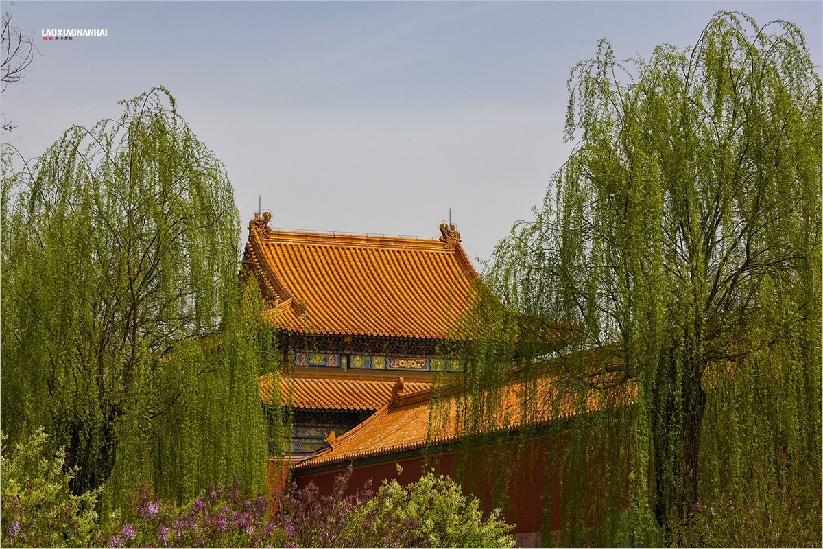 2021年第198贴-故宫中的花草树木（0403F）