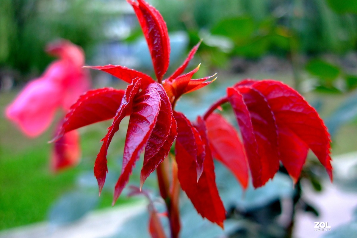 老掉牙的相机，色彩依然非常漂亮，富士反转片色彩模式真美！