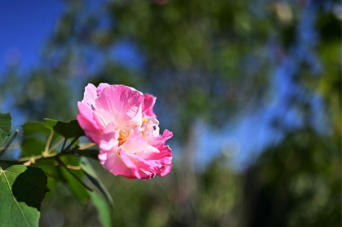 花城随拍（512）——海珠湖（12）