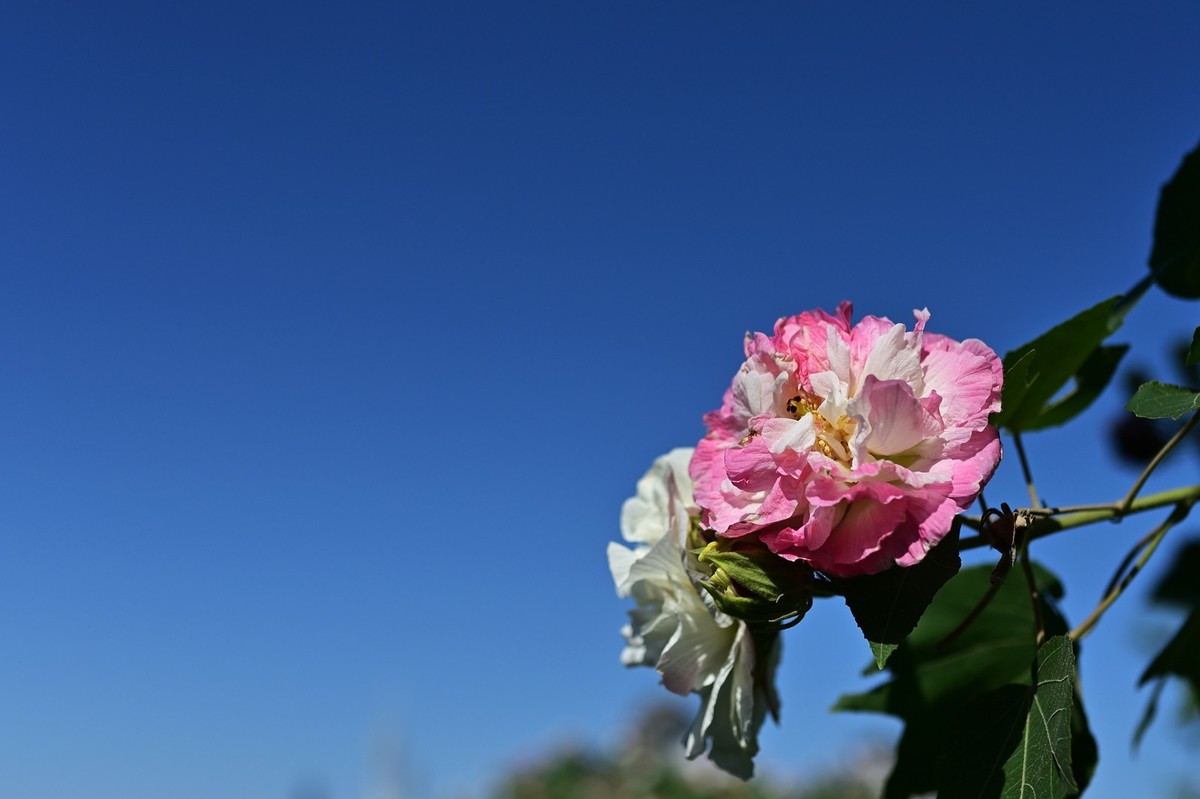 花城随拍（512）——海珠湖（12）