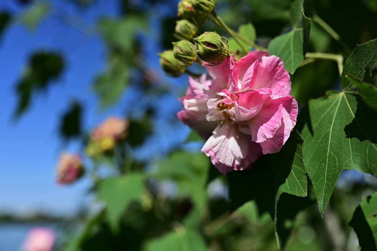 花城随拍（512）——海珠湖（12）