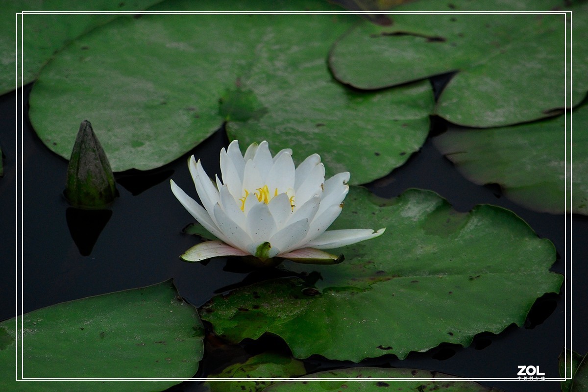 一组睡莲恭贺目的不一老师荣任合肥星空(中国)版主
