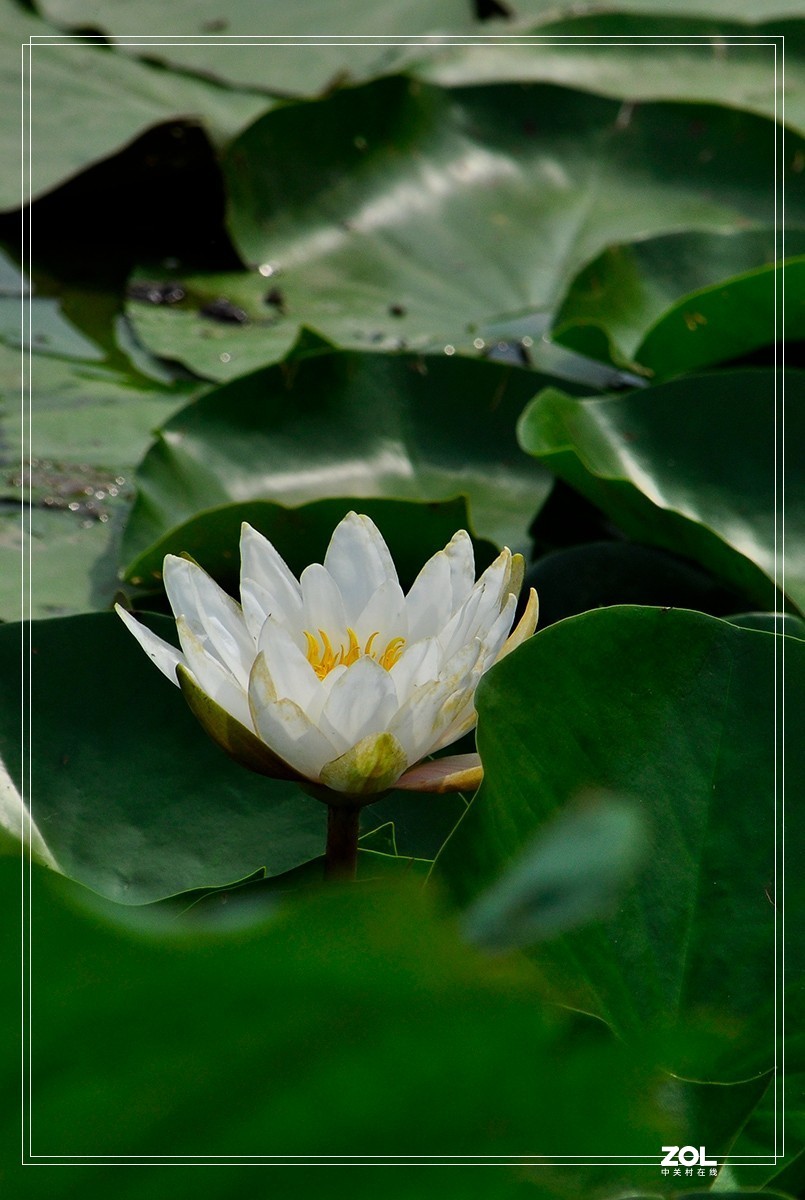 一组睡莲恭贺目的不一老师荣任合肥星空(中国)版主