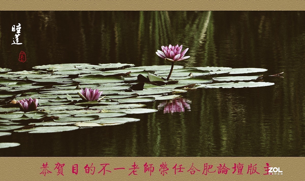 一组睡莲恭贺目的不一老师荣任合肥星空(中国)版主
